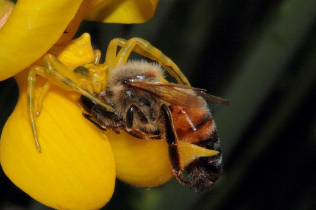 Thomisus onustus su ginestra con ape - Bologna